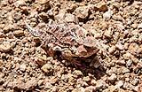 New Mexico Horned Lizard August 2018